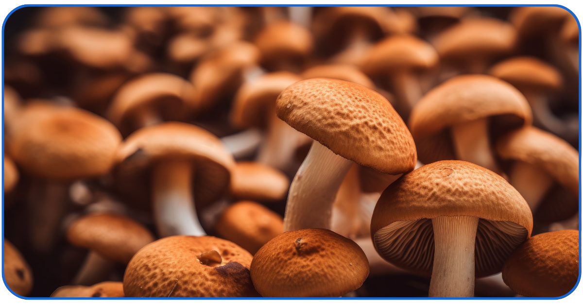 start a mushroom business
