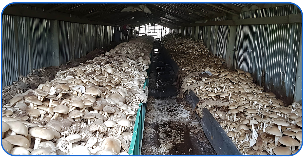 start a mushroom business